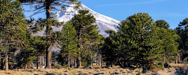 Araucaria forest Nequen province Argentine Patagonia